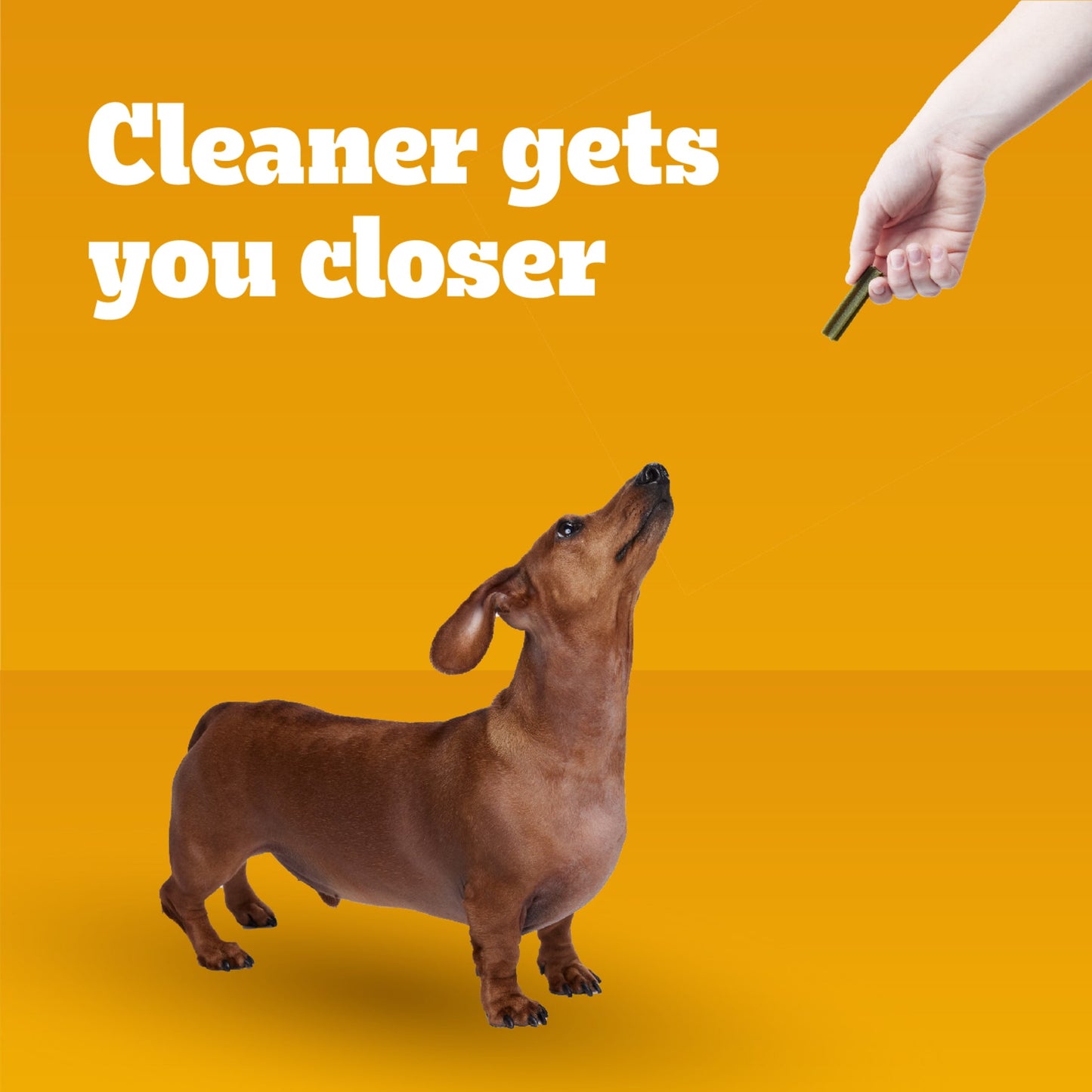 Pedigree Dentastix Dental Care Treats Toy & Small Breed Fresh Flavor, 5.08 Oz. Pack