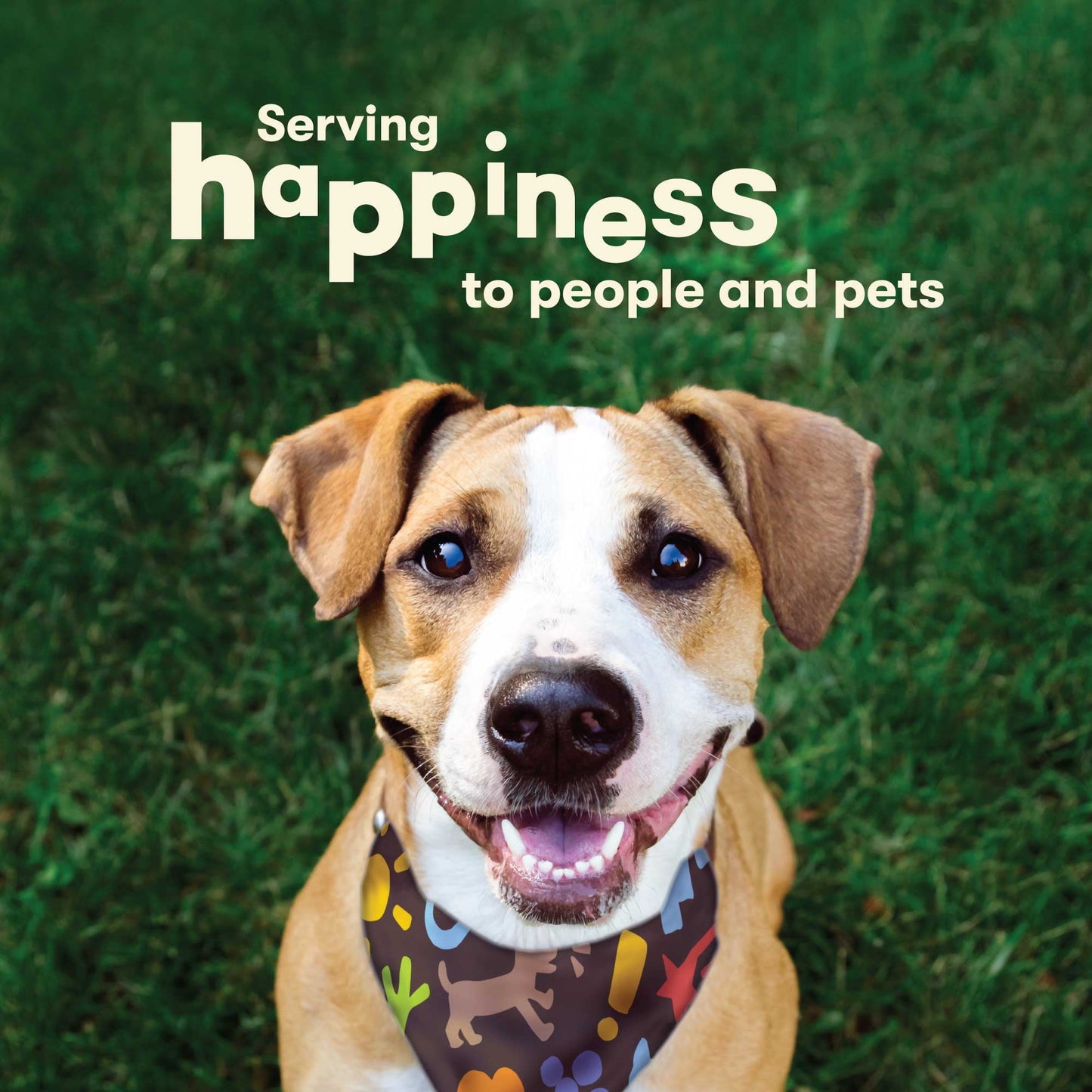 Pet 'n Shape Hide Twists – Chicken Wrapped Rawhide Dog Treats - Small Twist - 2 Pounds