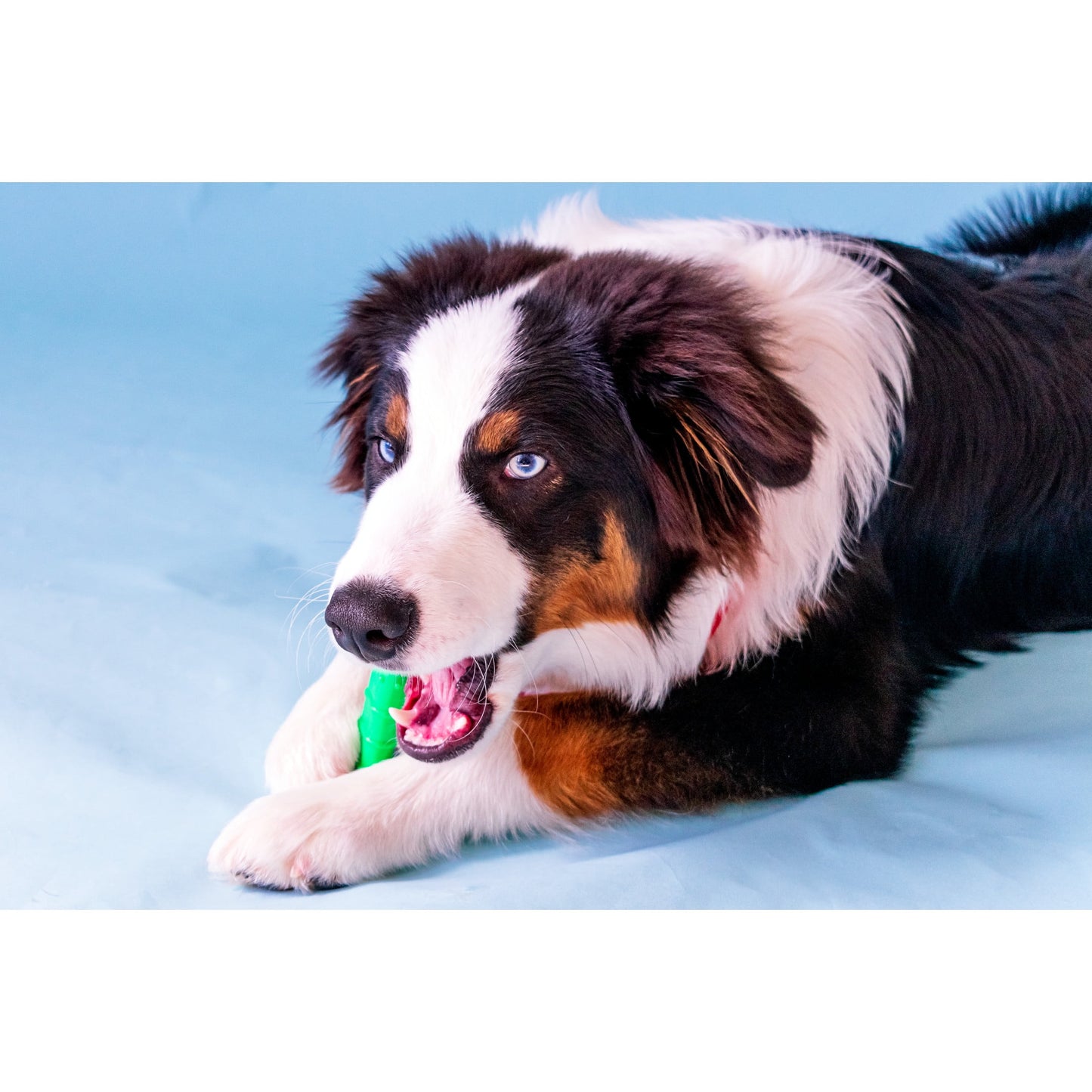 Nylabone Power Chew Textured Dental Chew Toy, Chicken Flavor, Medium - Up to 35 lbs. (1 Count)