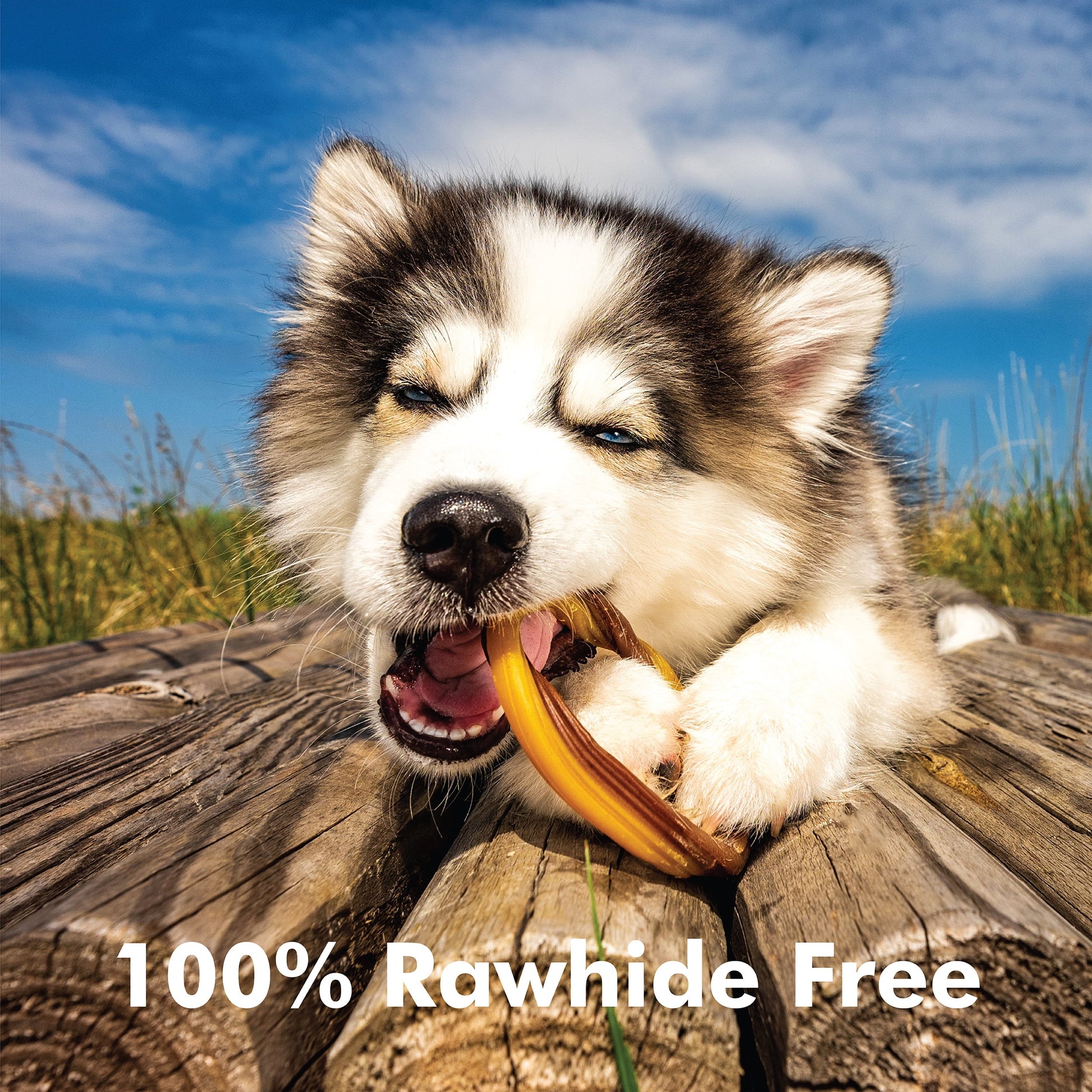 N-Bone® Puppy Teething Rings Chicken Flavor, 10 Treats, 12 oz, Dried Chew Treats for Dogs