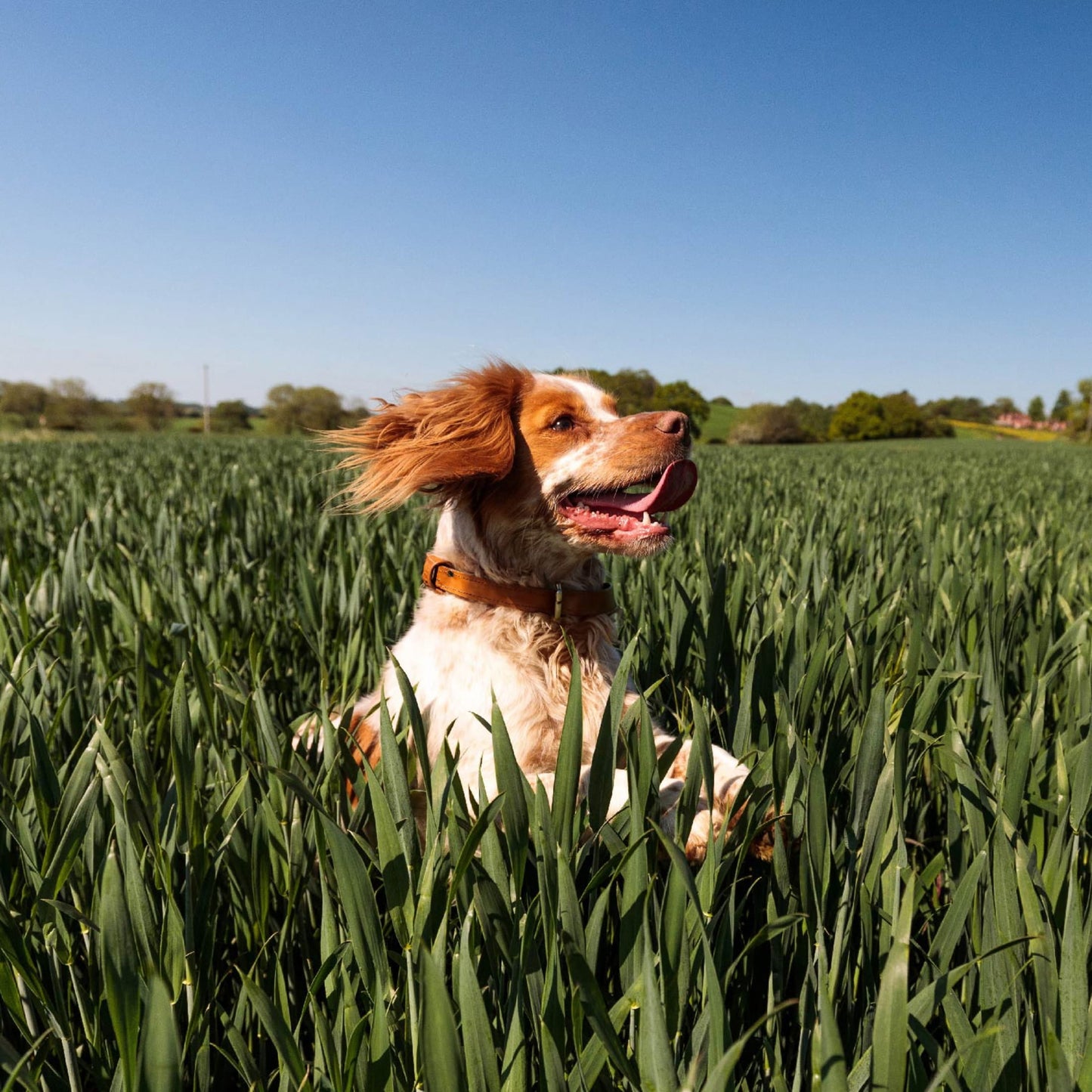 Nutro So Simple Chicken And Chicken & Duck Recipes Wet Dog Food, 2 Oz Trays, Variety Pack Of 8