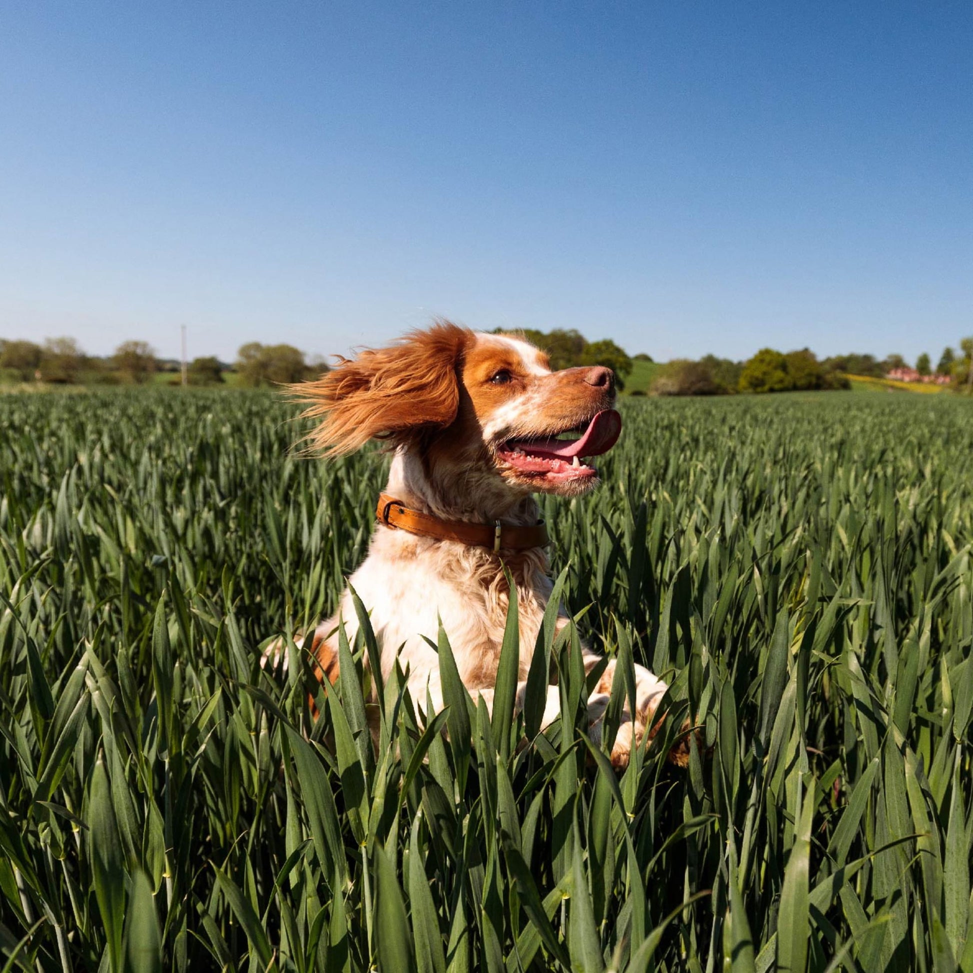 Nutro So Simple Chicken And Chicken & Duck Recipes Wet Dog Food, 2 Oz Trays, Variety Pack Of 8