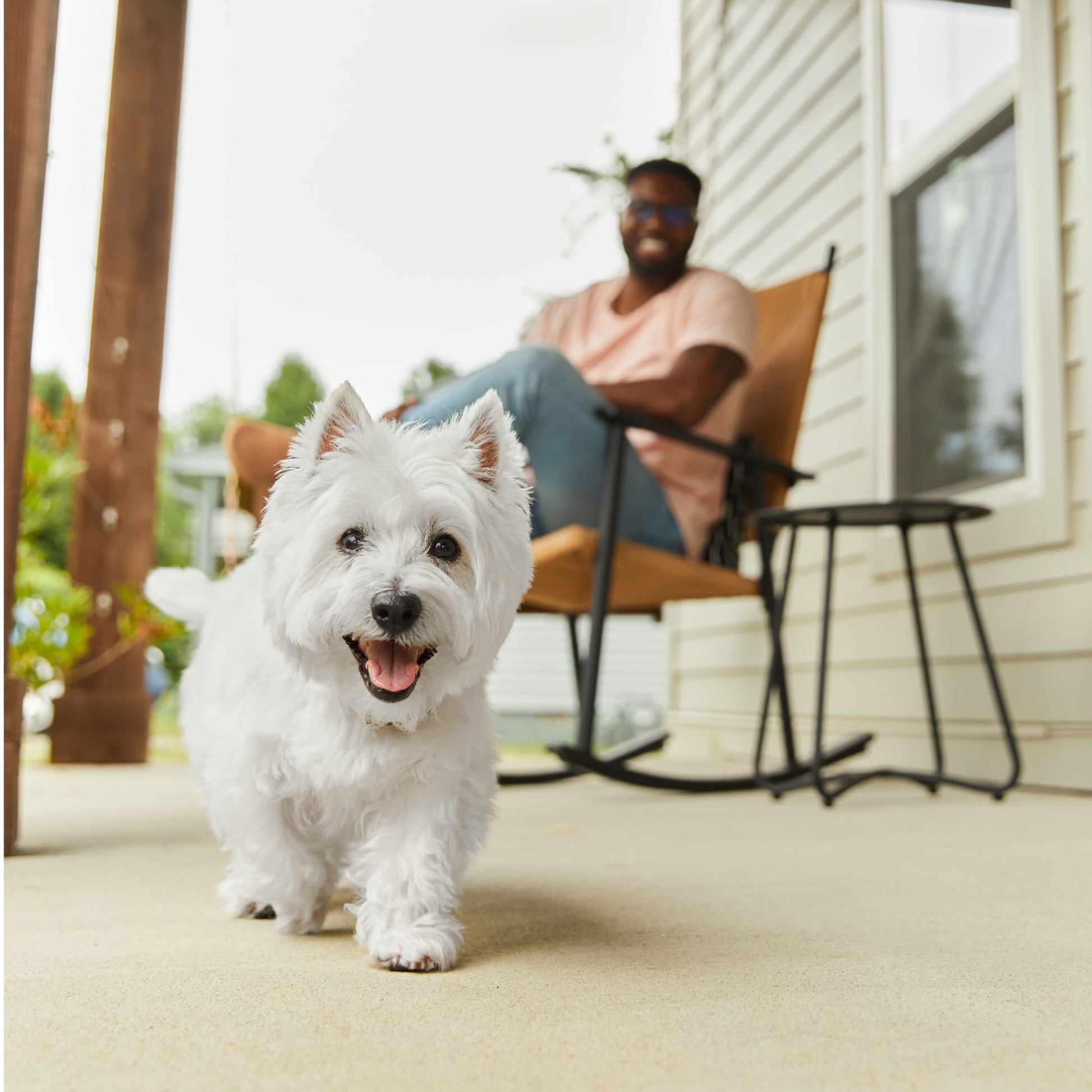 (4 pack) Cesar Loaf And Topper Angus Beef With Bacon And Cheese Wet Dog Food, 3.5 Oz Tray