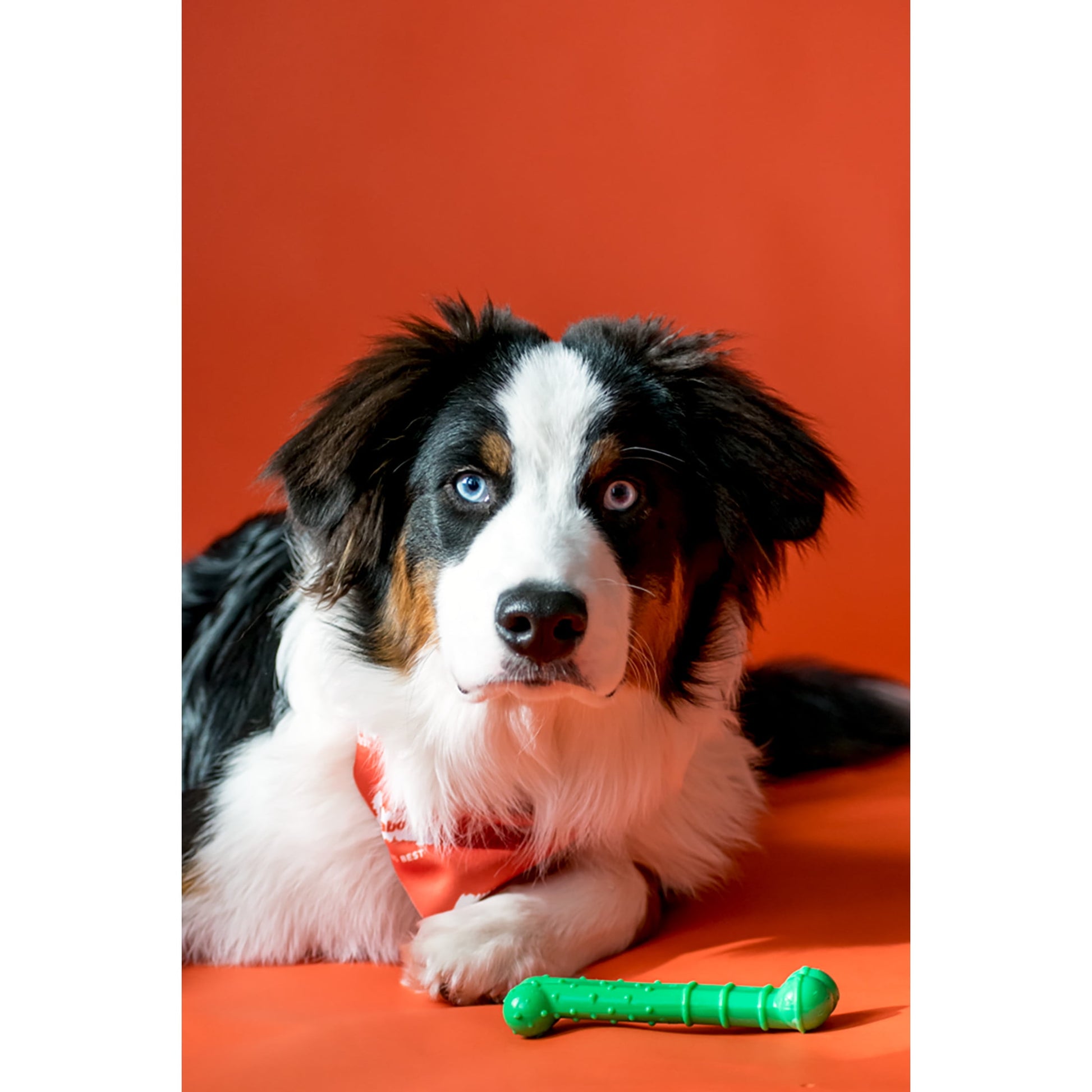 Nylabone Power Chew Textured Dental Chew Toy, Chicken Flavor, Medium - Up to 35 lbs. (1 Count)