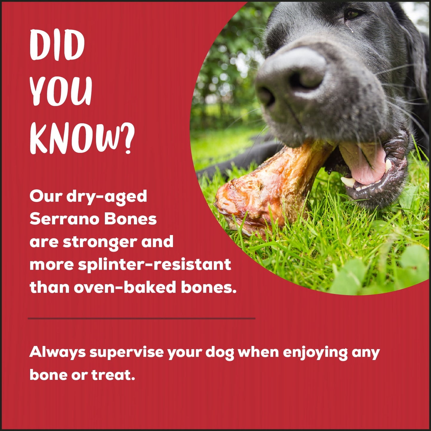 Country Kitchen Serrano Half Bone Dog Treat: 2 pack aged pork bone dog treat