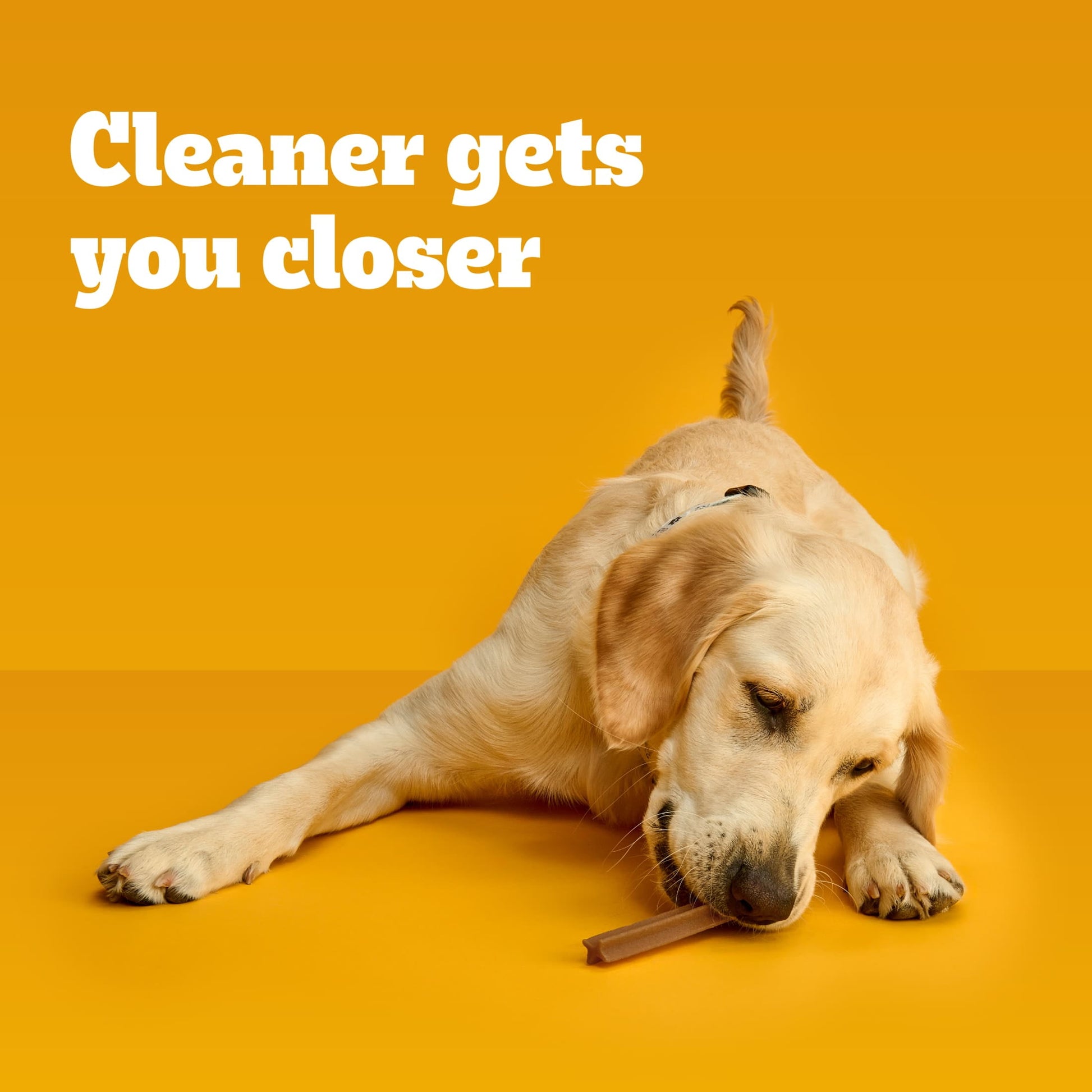 Pedigree Dentastix Bacon Flavor, Large Dog Treats, 1.67 Lb. Bag