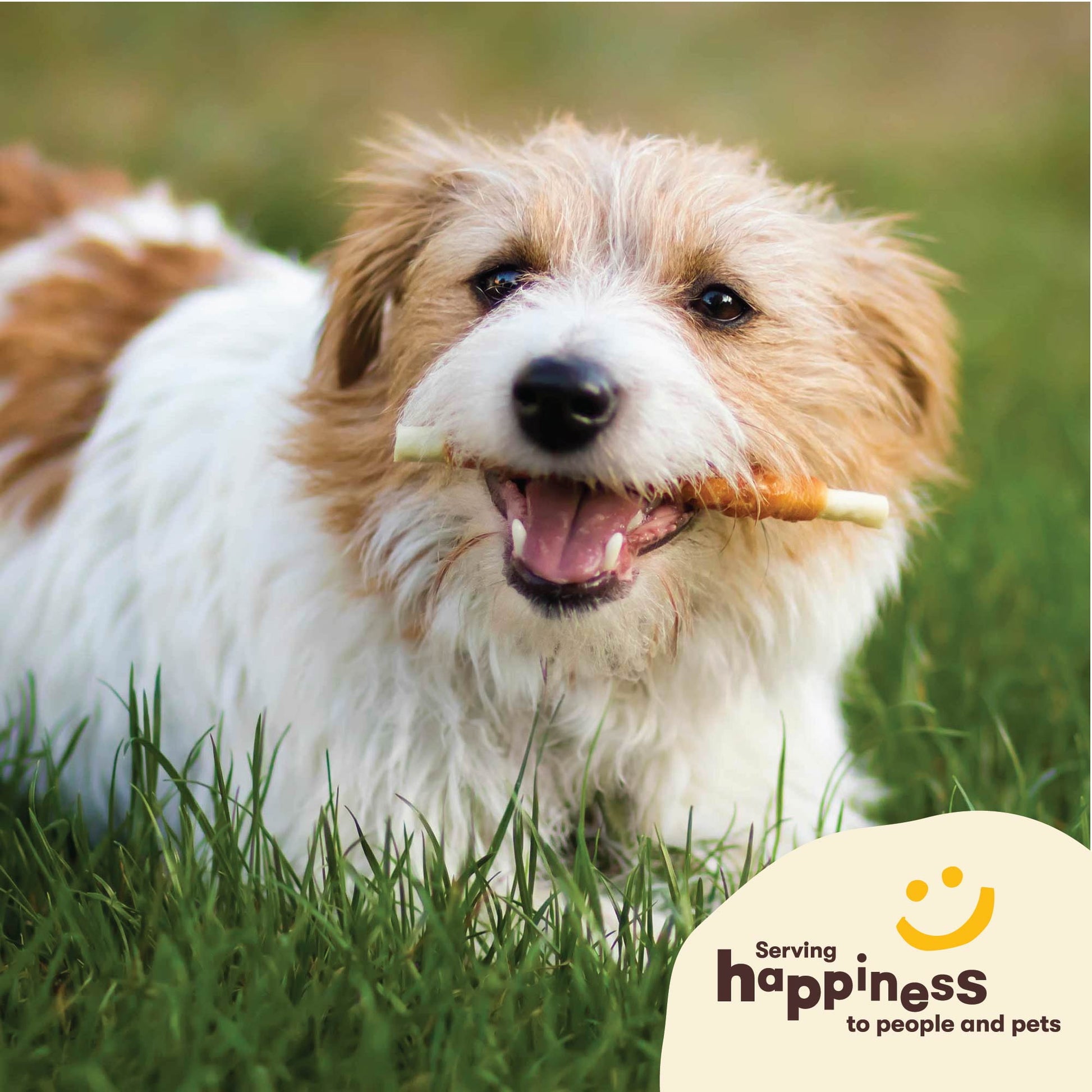 Pet 'n Shape Hide Twists – Chicken Wrapped Rawhide Dog Treats - Small Twist - 2 Pounds